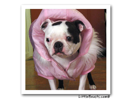 boston terriers shamus & sammy