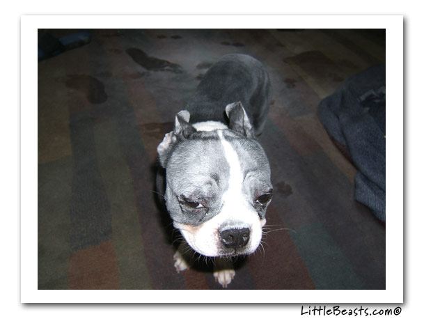 boston terrier photo of the week