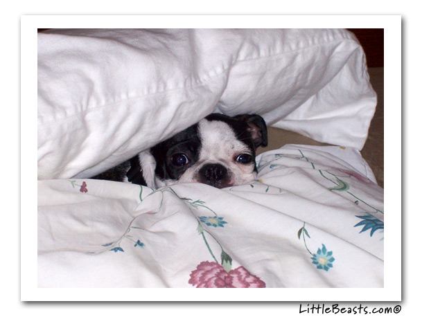 boston terrier photo of the week