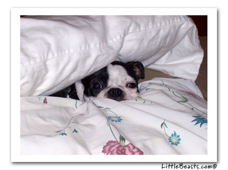 boston terrier bandit
