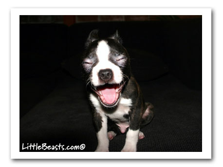 Boston Terrier Max