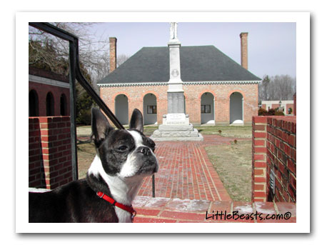 Boston Terrier Photo