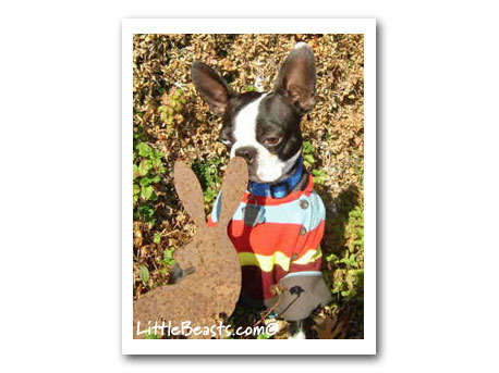 Bam Bam Brown Boston Terrier