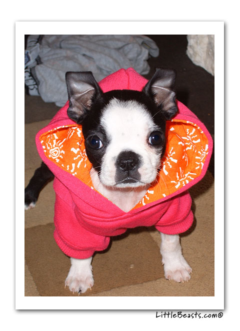 boston terrier photo of the week