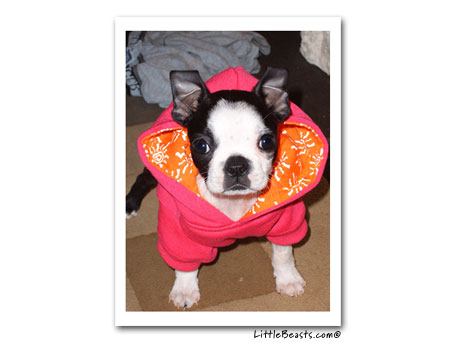 boston terrier izzabella
