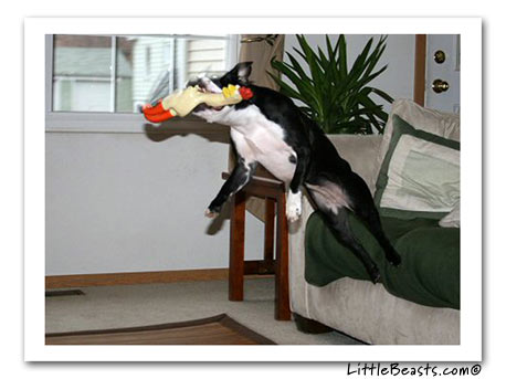 boston terrier jazzy