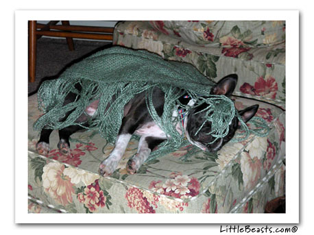 boston terrier rocky