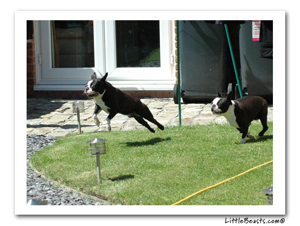 boston terrier photo of the week