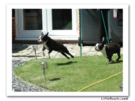 boston terrier neo & coco