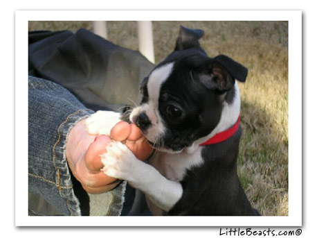 boston terrier blue