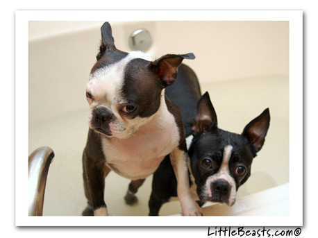 boston terriers Gooch & Sophie