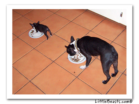 boston terriers lola & gus