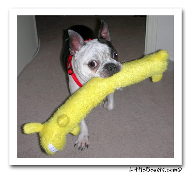 boston terrier photo of the week