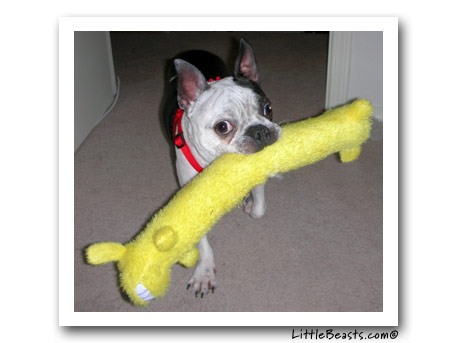 boston terrier jester