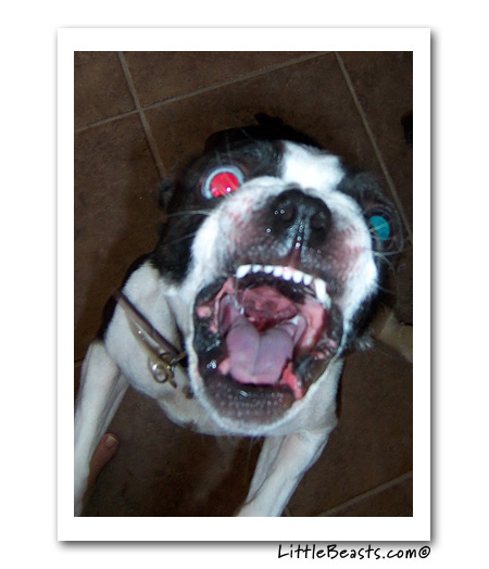 boston terrier photo of the week