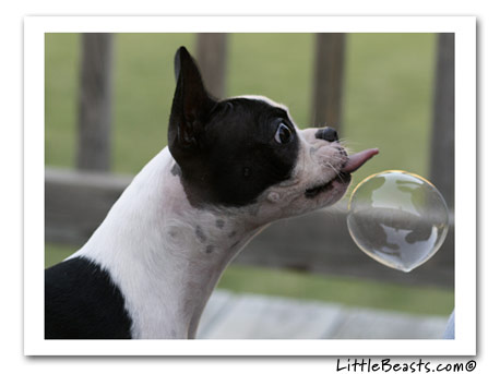 boston terrier photo miley