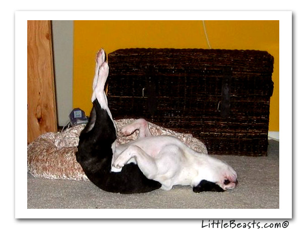 boston terrier photo of the week