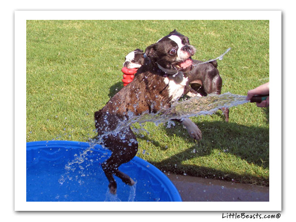 boston terrier photo of the week