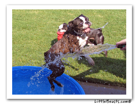 boston terriers phoebe & tyler