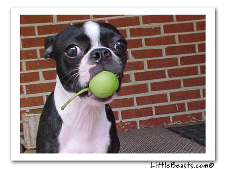 boston terrier photo boozer