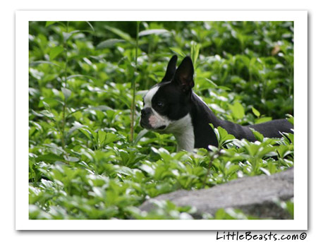 boston terrier photo stella