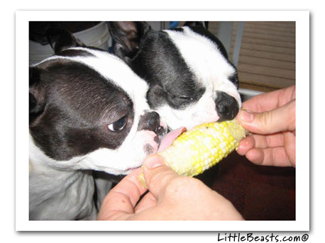 boston terrier photo cooper & lucy