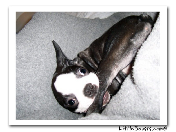 boston terrier photo of the week