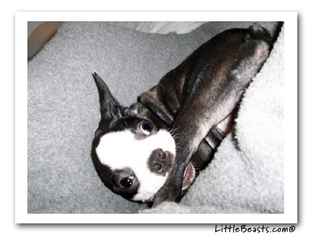boston terrier gidget