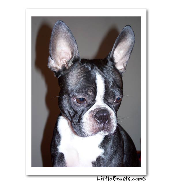 boston terrier photo of the week