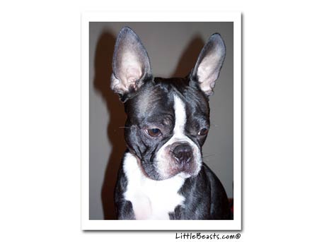 boston terrier photo kipper