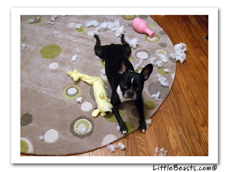 boston terrier photo Kyla