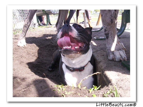 boston terrier photo of the week