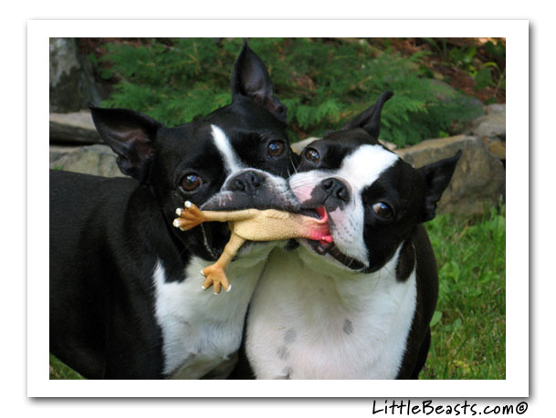 boston terrier photo of the week