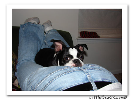 boston terrier photo Zachary