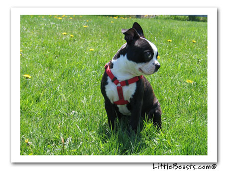 boston terrier photo baxter