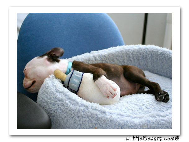 boston terrier photo of the week