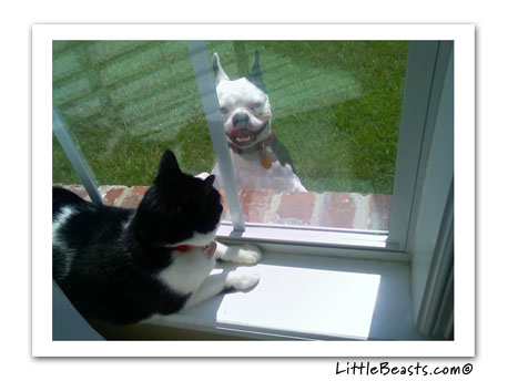 boston terrier photo lucky