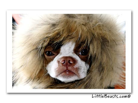 boston terrier photo plumm