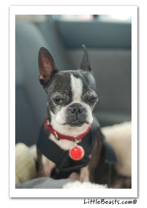 boston terrier photo of the week