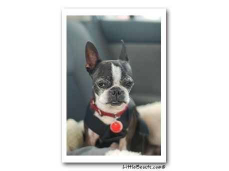 boston terrier photo Jenny
