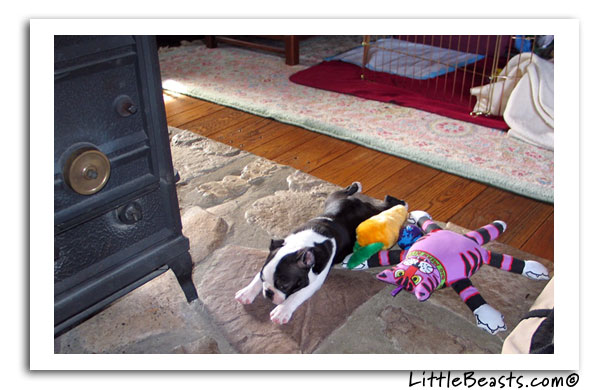 boston terrier photo of the week