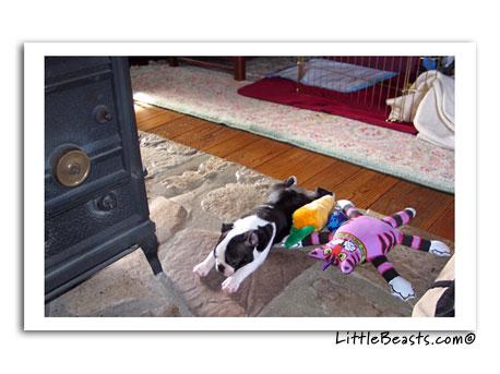 boston terrier photo Jenny