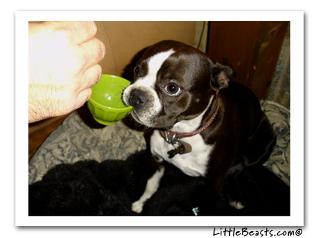 boston terrier photo lucky