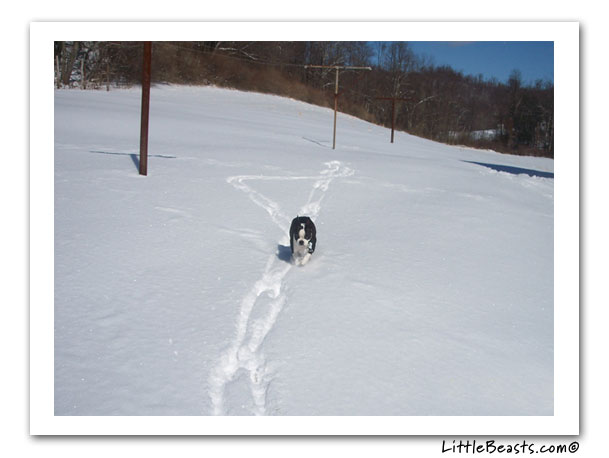 boston terrier photo of the week