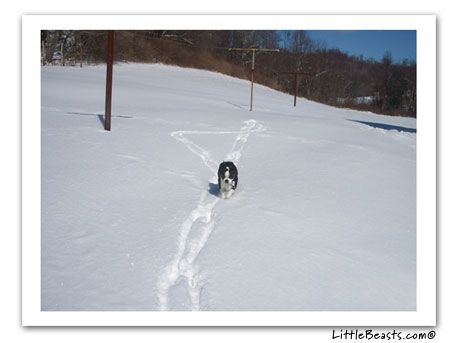 boston terrier photo lucky