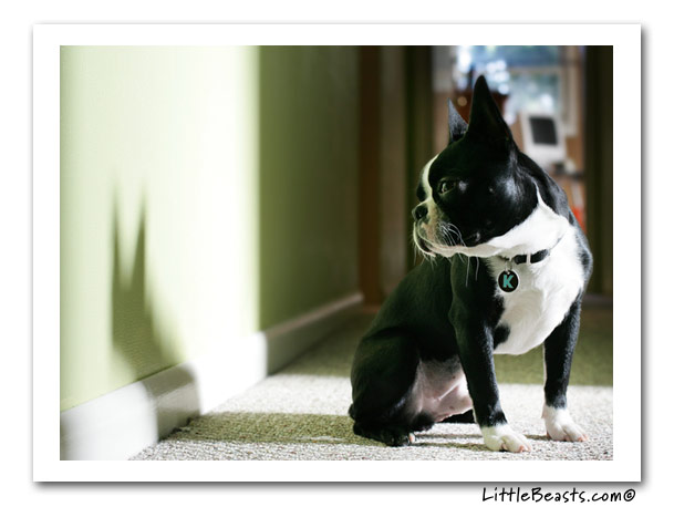 boston terrier photo of the week
