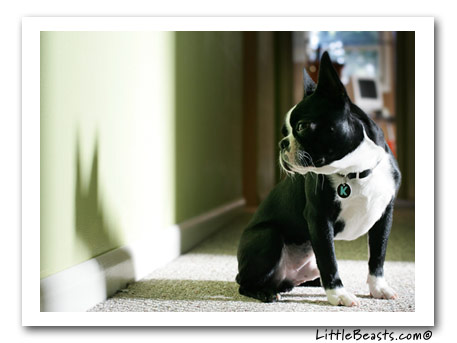 kingston boston terrier