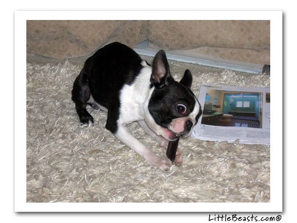 boston terrier photo of the week