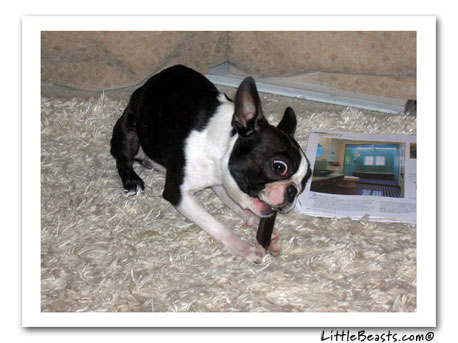 boston terrier harry