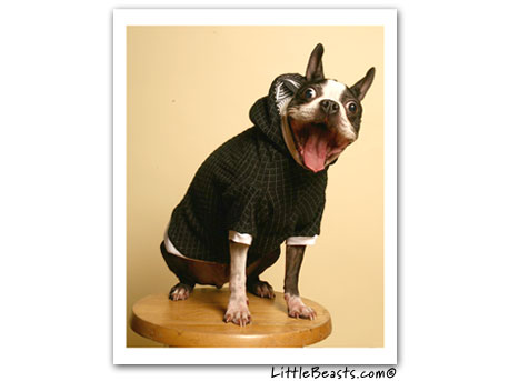 boston terrier photo Mighty